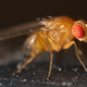 Illustration for article titled These videos of fly larvae cannibalism may squick you
